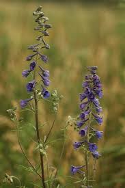 Image result for Ranunculaceae