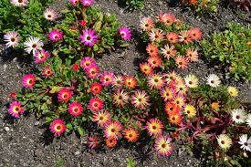Image result for Mesanthemum glabrum
