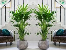 These low light plants can take areas away from the windows and darker corners of your rooms. 15 Best Low Light Indoor Trees You Can Grow Easily The Self Sufficient Living