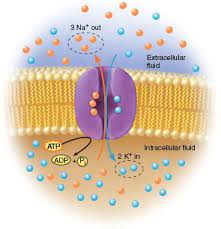 This Is A Picture Of The Sodium Potassium Pump Which Is A Form Of Active Transport Active Transport Requires Sodium Potassium Pump Extracellular Fluid Sodium