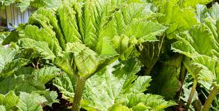 Image result for Gunnera