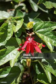Image result for Passiflora vitifolia