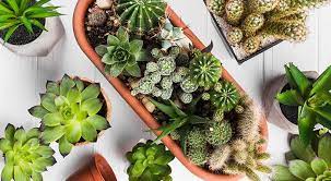 Pot cacti and other succulents in containers that are as small as possible. Can Cacti And Succulents Be Planted Together Backgarden Org