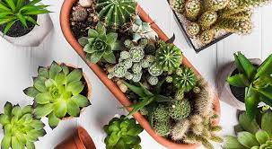 Certain species may be easier than others to propagate. Can Cacti And Succulents Be Planted Together Backgarden Org