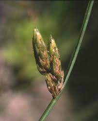 Image result for Schoenoplectiella