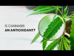 Alternatively, you can also break open the capsules and sprinkle their contents onto your pet's favorite meal. Is Cannabis An Antioxidant