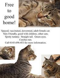 Adopt two and pay only $35. Cats For Adoption All Ages From Sabah Malaysia Petfinder My