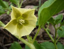Image result for Physalis viscosa