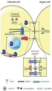 Image result for HTLV1