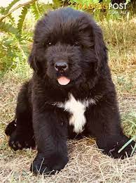 Pictures Of Newfoundland Dogs And Puppies The W Guide Newfoundland Dog Landseer Dog Newfoundland Dog Puppy