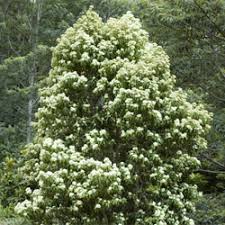 This lemon myrtle tree grows up to a height of 60 feet. Backhousia Citriodora Growing Native Plants