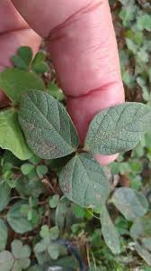 Image result for Rhynchosia chimanimaniensis