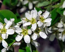 Image result for Amelanchier ovalis