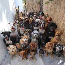 morning happiness how was this picture taken dog poses cute dogs cute animals