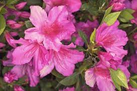 Dying Azalea Flowers In A Garden