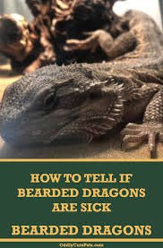 Discharge from nose or mouth How To Tell If Your Bearded Dragon Is Sick Bearded Dragon Bearded Dragon Cute Dragon
