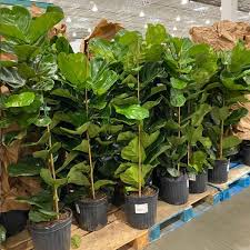 Grow light fiddle leaf fig. Costco Is Selling Full Size Fiddle Leaf Fig Trees For 29 Eatingwell