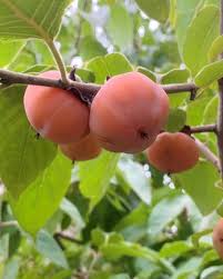 Image result for Vepris drummondii