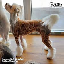 Opawz Brown Permanent Hair Dye- 8 oz