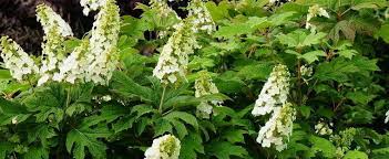 A tremendous advantage of the oakleaf is that it can thrive in much dryer locations than its cousins. Oakleaf Hydrangea Hydrangea Quercifolia Snow Queen