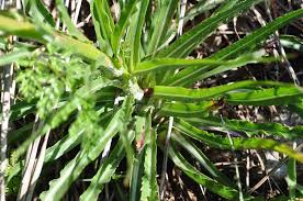 Image result for Pseudopodospermum hispanicum