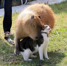 The word capybara comes from spanish capibara which was borrowed from portuguese capivara which is from old tupi kapi'iûara meaning capybara. Do Caimans Not Frequently Eat Capybaras Quora
