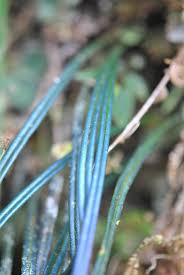 Image result for Elaphoglossum kivuense