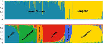 Image result for Scorodophloeus zenkeri