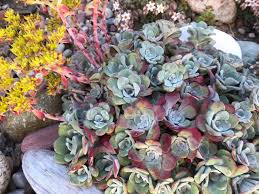 Check spelling or type a new query. Get It Growing How To Grow A Pacific Northwest Succulent Garden Sequim Gazette