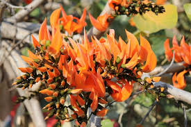 Discover beautiful orange flowers to give stunning look to your garden. Erythrina Caffra Coral Tree Flowers Flower Orange Color Free Image Peakpx
