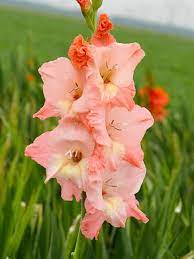Reliable And Charming Gladiolus Ben Venuto Features Ravishing Large Coral Pink Flowers With Creamy Hearts Gladiolus Flowers Coral Flowers