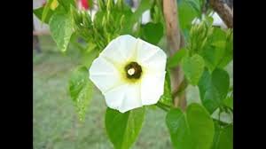 Image result for Ipomoea venosa