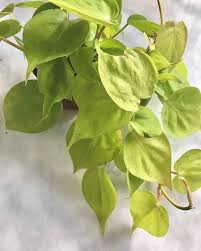 Philodendron Hederaceum Aureum Heart Leaf Philodendron Houseplants Plant Plant Leaves Plants Heart Leaf Philodendron