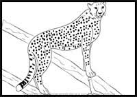 It's very easy art tutorial for beginners, only follow me step by step. How To Draw Cartoon Cheetahs Realistic Cheetahs Drawing Tutorials Drawing How To Draw Cheetahs Drawing Lessons Step By Step Techniques For Cartoons Illustrations