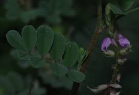 Image result for Indigofera microcarpa