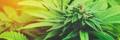 Es bleibt in österreich spannend um das cbd. Schweizer Bundesgericht Kippt Tabaksteuer Fur Cannabis Lucys Rausch