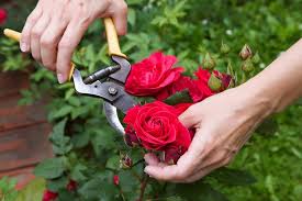 Proper pruning improves the health of your rose bush, prevents disease, and encourages better flowering. A Primer For Pruning Rose Bushes In Northern Utah Millcreek Gardens