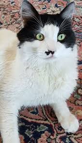 Pin De Saadet Tezeltopuz En Sevimli Kediler Gatos