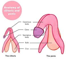 Clitoris, female erogenous organ capable of erection under sexual  stimulation. A female homologue of the male penis! The clitoris develops  (as does the penis) from the genital tubercle of the fetus, and