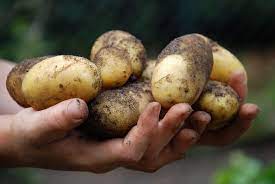 Daran lässt sich erkennen, dass die kartoffel noch zu roh ist. Kartoffeln Ernten Den Richtigen Zeitpunkt Abwarten