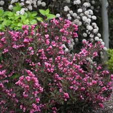 Camellias will flower and grow happily in pots for many years. Wine Roses Weigela Florida Flowering Shrubs Flowering Shrubs For Shade Flowering Bushes