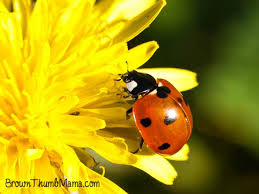 Remove aphids by hand by spraying water or knocking them into a bucket of soapy water. Natural Ways To Get Rid Of Bugs In Your Garden Brown Thumb Mama