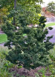 We did not find results for: Acer Palmatum Shishigashira Japanese Maple Shishigashira Gardens Of The World Acer Palmatum Japanese Maple