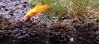 Platy Laying At The Bottom Of The Tank : R/Aquariums