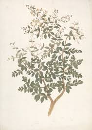 Image result for Lawsonia inermis