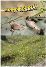 Image result for Emilia pseudactis