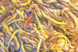 Image result for Polychaeta spp.