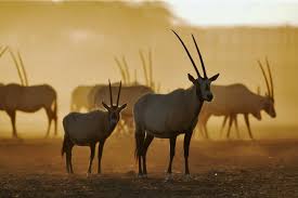 Wild Life