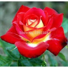 Gambar alam menanam daun bunga musim panas kelopak bunga mawar. Isi 30 Butir Benih Bunga Mawar China Indah Beautiful Chinese Rose Import Shopee Indonesia