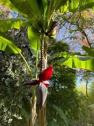 Image result for Musa paradisiaca